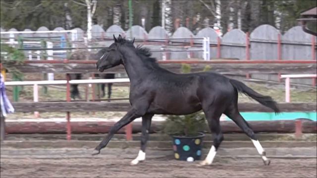 ELITAR'S FOALS-2016 - SANDRO WALETTO & SANDRO VITO II смотреть онлайн