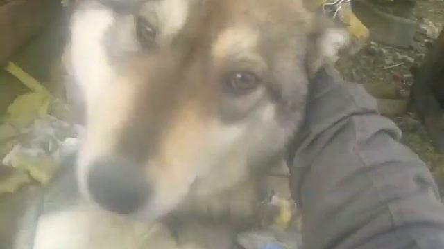 Папа говорит его укусила змея у него щека большая