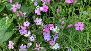 ЛАВАТЕРА? ВИСКАРИЯ НИМФА? АСТРА ПОМПОН?