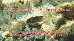 3 Ласточка померанцевая белопятнистая звездчатый дьявол под музыку Raymond Lefevre Королева Савская