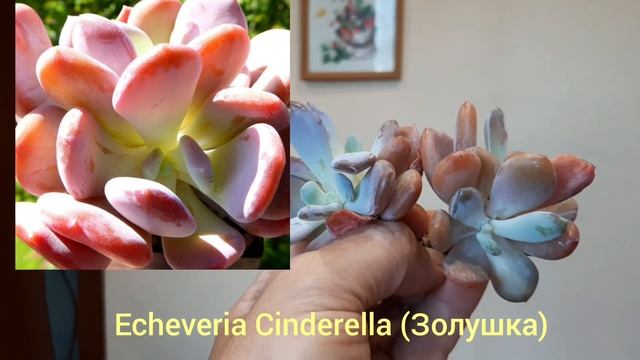 Корейская закупка.Анонс 5.Июль. смотреть онлайн