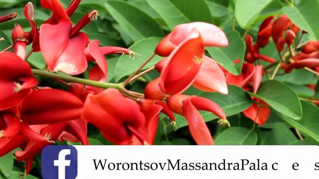 Коралловое дерево (эритрина). смотреть онлайн