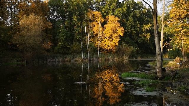 Елецкий район. Осень. Пруд около Крапивенского леса. смотреть онлайн