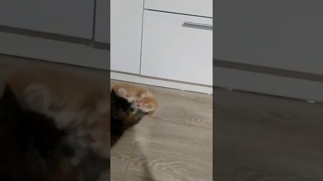 Мейн-Кун полидакт Barisa, 07.07.21, активные игры))). Питомник "BigFootCoon". смотреть онлайн