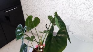 АНТУРИУМ. Лечение грибковых заболеваний на антуриуме