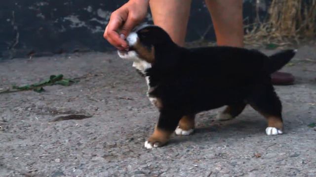 Мальчик оранжевая ленточка, 5,5 недель смотреть онлайн