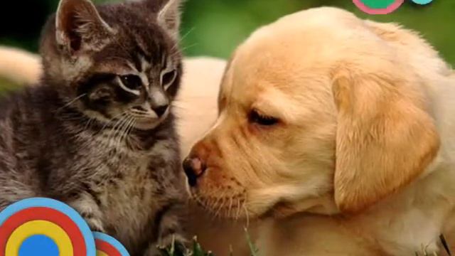 Как я люблю щенят смотреть онлайн