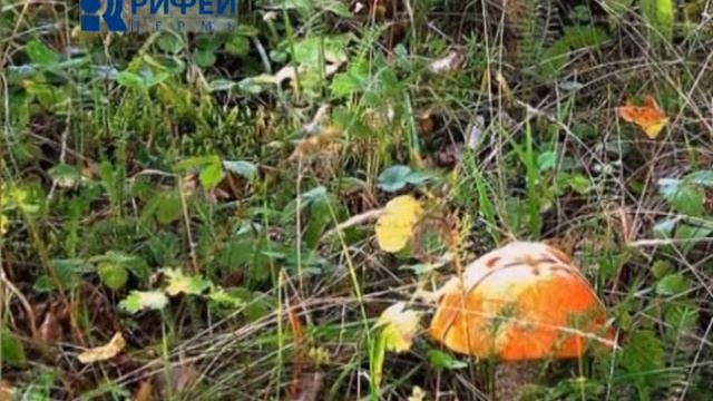 Сюжет Грибы Пермского края смотреть онлайн