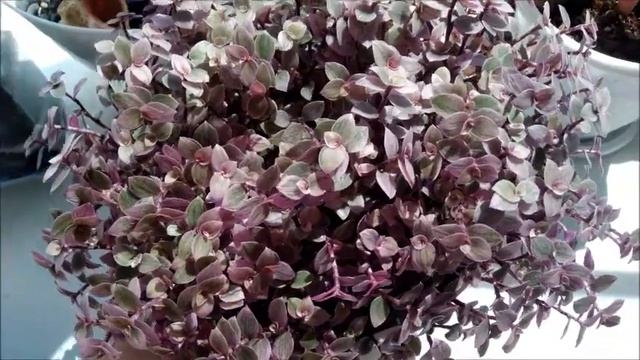 Каллизия пинк пантер (розовая пантера).Уход