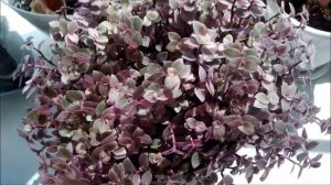 Каллизия пинк пантер (розовая пантера).Уход