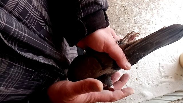 Pigeon. Определение пола голубей. СЕКРЕТНЫЙ СПОСОБ. смотреть онлайн