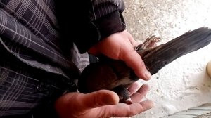 Pigeon. Определение пола голубей. СЕКРЕТНЫЙ СПОСОБ.