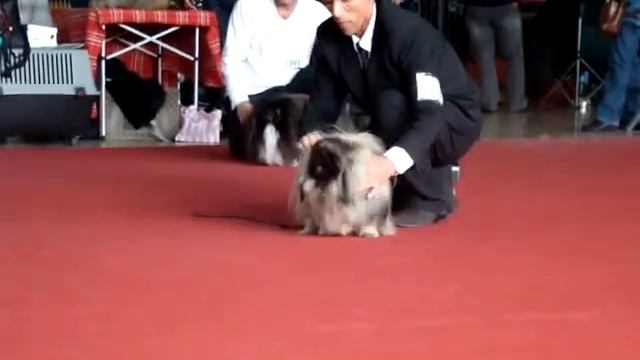 Pekingese. Males open class. LIVANDA OLIVER. 17/10-Best of Breed смотреть онлайн