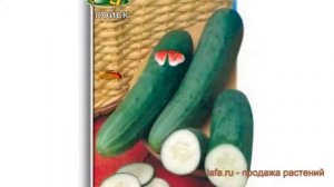 Огурец обыкновенный Апрельский F1 (aprelskiy f1) ? обзор: как сажать, семена огурца Апрельский F1