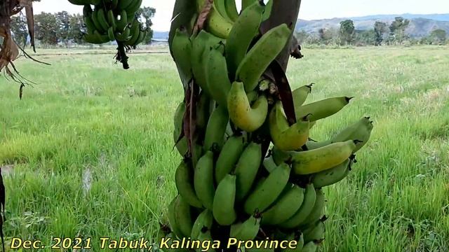 FARM TOUR | TABUK CITY, PROVINCE OF KALINGA смотреть онлайн