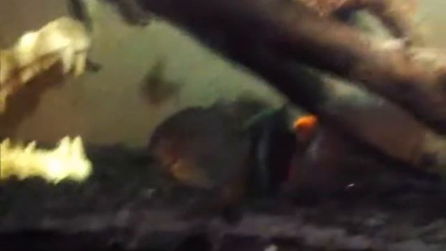 Пираньи едят золотую рыбку. 35 секунд надо пираньям чтоб оставить от рыбы только одну голову. смотреть онлайн