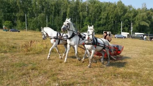 Цветущий Сад моей подруги в июле 2017г смотреть онлайн