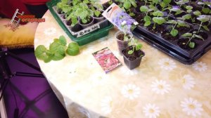 Агератум. Индивидуальный подход при формировании растения.