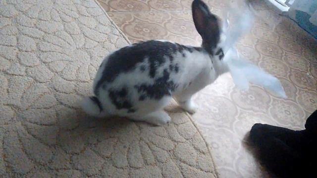 Кролик рычит смотреть онлайн