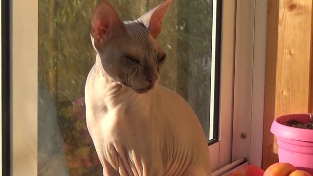 кошка донской сфинкс(кошка домашняя) смотреть онлайн