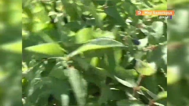 В Вейделевке начали выращивать жимолость смотреть онлайн