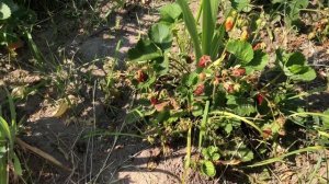 Клубника КУПЧИХА. Честный обзор сорта.