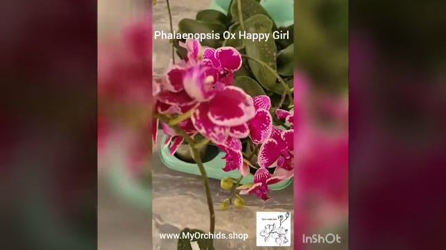 Phalaenopsis Ox Happy Girl