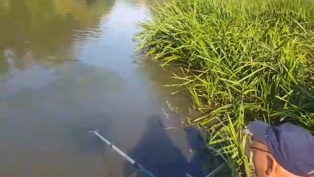 Большой Кинель Жерех 1,5 кг смотреть онлайн