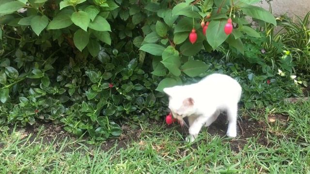 Funny Kittens playing-Videos for relaxation and uplifting mood-Забавные котята играют смотреть онлайн