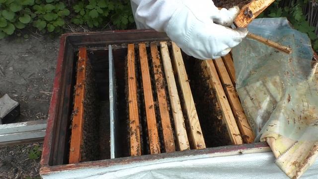 Делю сильную семью на пол-лёта.На весах +500г .Пчеловодство 2021 (03.05.2021) смотреть онлайн