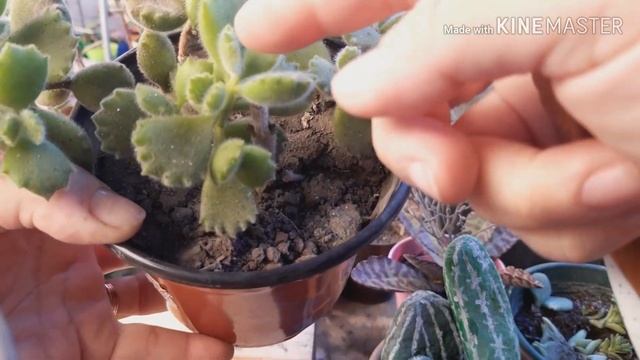 Suculenta PATITA DE OSO en mi JARDIN ? Cotyledon Tomentosa ? ❤️ BEAR CLAW смотреть онлайн