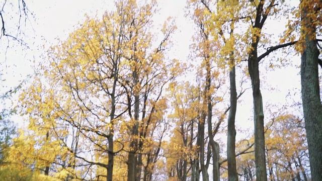 Осенний сон в Александровском парке смотреть онлайн