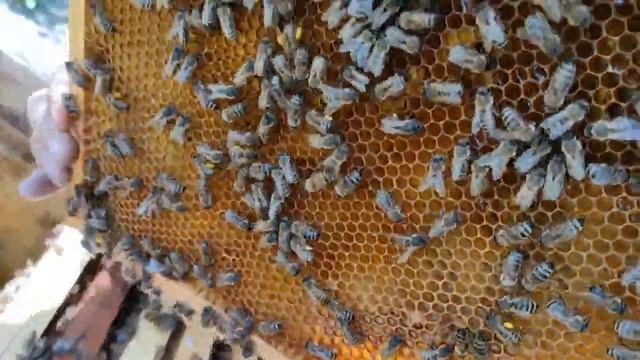 6 мая 2023г. Готовим семьи на ранний медосбор. смотреть онлайн