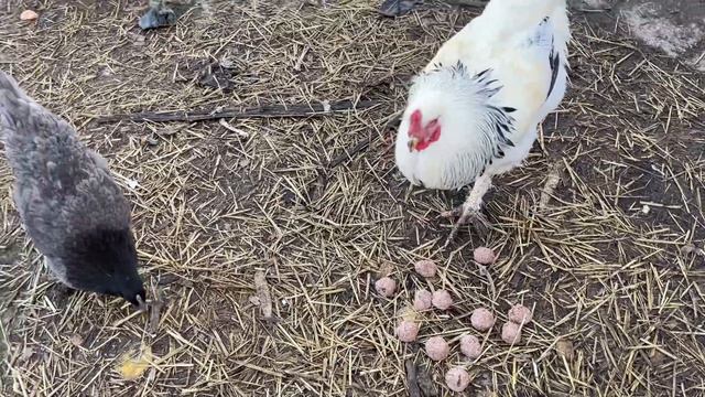 Chickens Won’t Eat Fake Meat смотреть онлайн