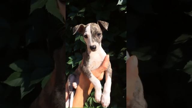 Denwer Kennels Whippet смотреть онлайн