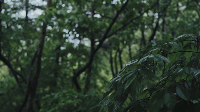 Rain Sounds For Sleeping - 99% Instantly Fall Asleep With Rain in forest смотреть онлайн