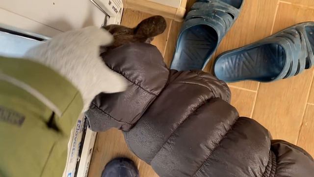 У КУКЛЫ МАСИ и ПАПЫ сели НАРЯДЫ, а МИТЯ подглядывает за ПРОЦЕССОМ смотреть онлайн