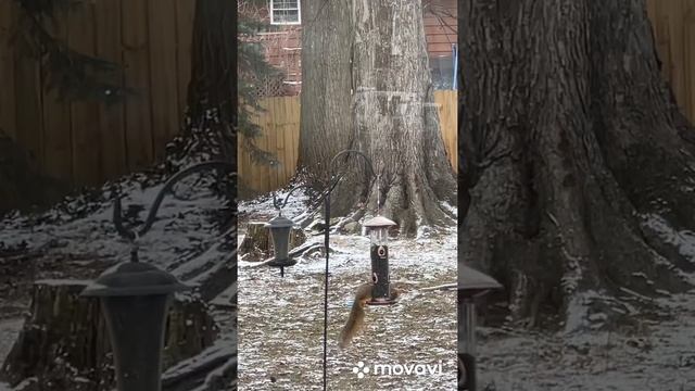 Американские белки. Белки во дворе. Январь. Огайо. смотреть онлайн