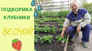 Как подкормить клубнику весной?