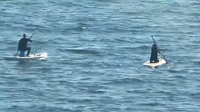 В отчаянном поиске акул в Приморье.... пофик.... смотреть онлайн