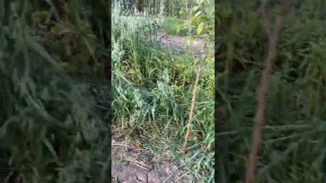 Зачем сидераты.Подготовка земли перед посадкой клубники.Плюсы и минусы нужно ли сидераты смотреть онлайн