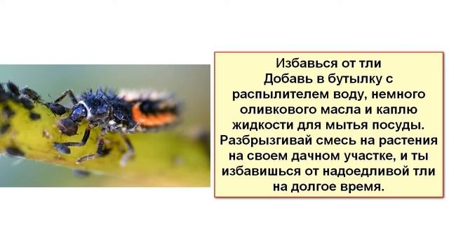 Как использовать оливковое масло в необычных целях смотреть онлайн