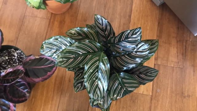 25 Calathea Species and Cultivars Ranked by Difficulty Level (for me) смотреть онлайн