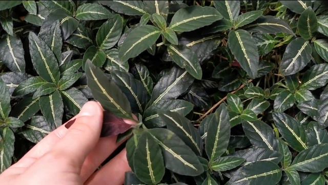 Casa Das Palmeiras (Palm House) - JARDIM BOTÂNICO REAL BRITÂNICO, KEW