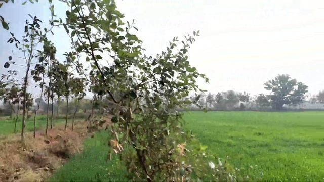 Aaj Raider ko dhul diye ? смотреть онлайн