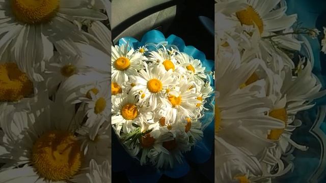 Букет ромашек для любимой. Просто так!!! смотреть онлайн