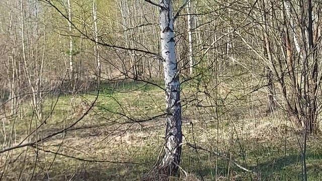 Песня Олеся.