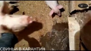 суперкорм -пивная дробина для свиней