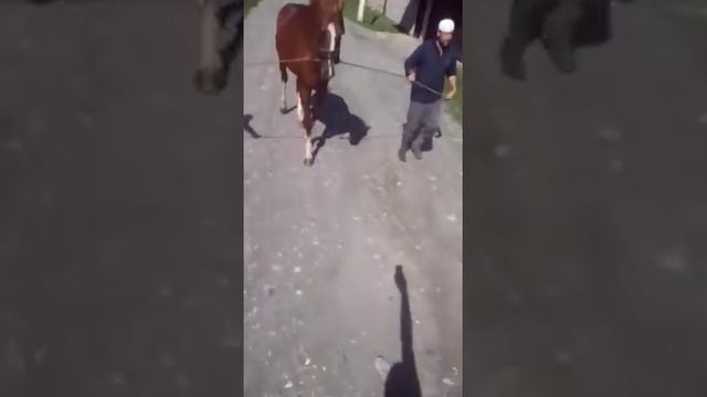 Дончак в Киргизии. смотреть онлайн