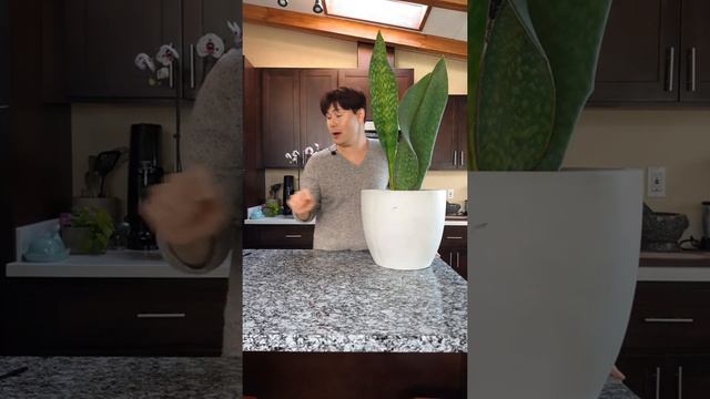 Sansevieria Masoniana - Whale Fin Sansevieria , Mason's Congo